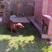 v_animals